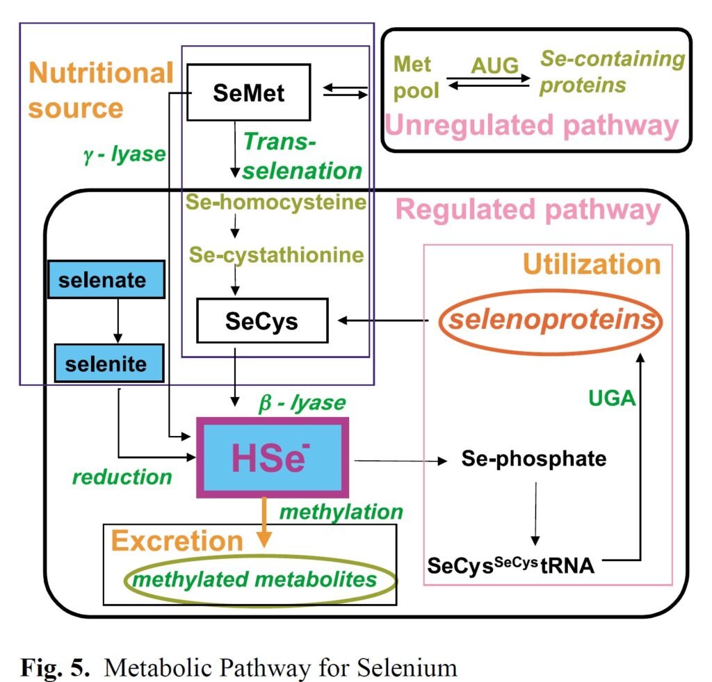 selēna metabolisms